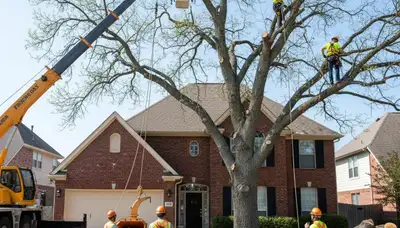 Arborists performing large tree removal with bucket truck in Allen, TX to protect homes and landscapes