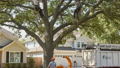 Arborist pruning oak tree branches in Allen, TX for Chop Chop Tree professional tree care services