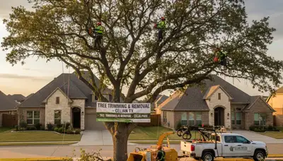 Professional tree removal service in Allen, TX safely clearing large oak tree branches