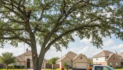 Professional tree removal service in Allen, TX safely cutting and clearing large residential trees