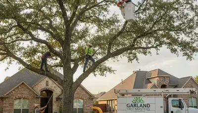 Professional tree removal and trimming service in Allen TX by treetrimmingallentx.com
