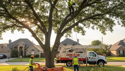 Professional tree removal service in Allen, TX safely cutting large oak tree branches