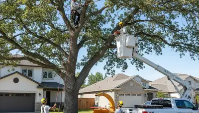 Arborist trimming live oak tree in Allen, TX for Chop Chop Tree professional tree care service