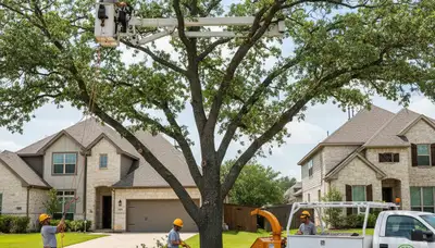 Professional tree removal service in Allen, TX by certified arborists at Tree Trimming Allen TX