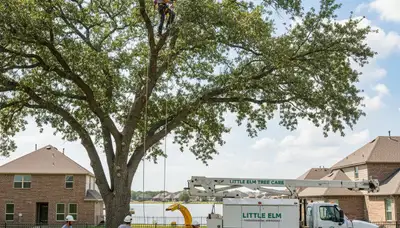 Professional tree removal service in Allen, TX safely cutting and clearing trees for local properties