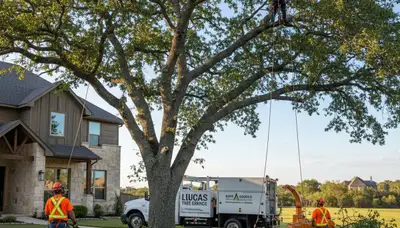 Professional tree removal service in Allen TX by local certified arborists