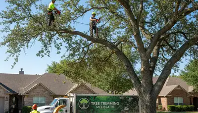 Professional tree removal service in Allen TX by certified arborists