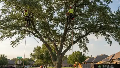 Professional tree removal service in Allen, TX safely clearing large oak trees