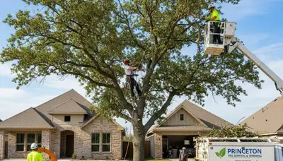 Professional tree removal service in Allen TX safely clearing large oak tree