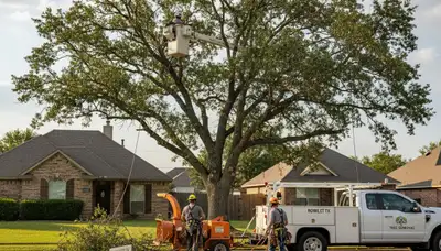 Professional tree removal service in Allen, TX by certified arborists safely clearing large trees