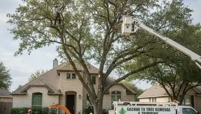 Professional tree removal service in Allen, TX safely cutting and clearing large oak trees